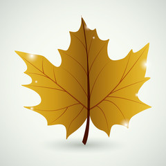 Isolated leaf icon. Autumn season floral garden and nature theme. Colorful design. Vector illustration