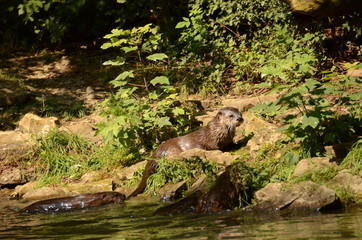 Wildlife 