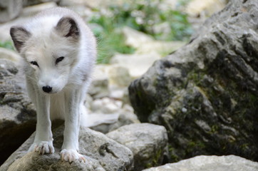 Obraz premium Wildlife 