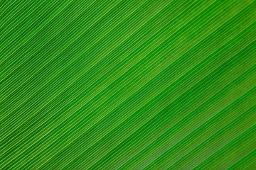 Green leaf
