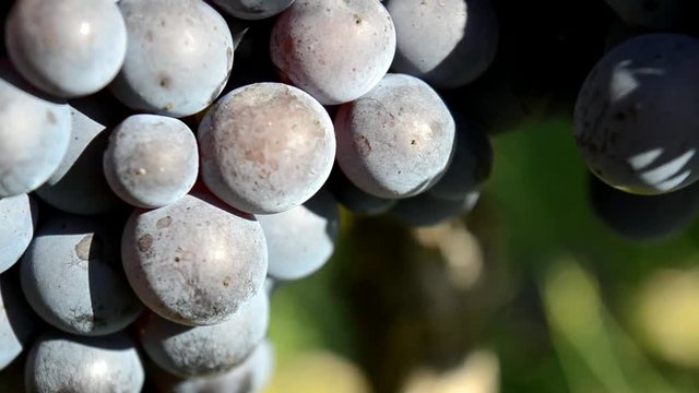 Grappolo d'uva