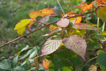 détail feuilles de ronces rouges en automne