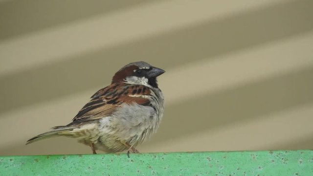 haussperling m&auml;nnchen ruft