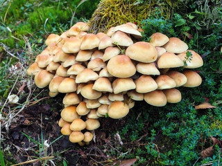 Sulphur Tuft Fungus (Hypholoma Fasciculare)