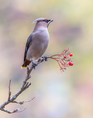 Waxwing