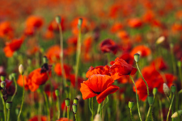 Lovely poppies grow in the field