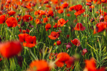 Aromatic red poppies grow in green grass