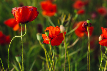 Fototapeta na wymiar Closeup of poppy buds growing between flowers