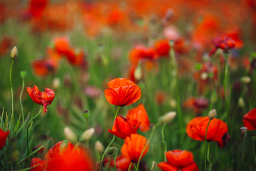 Fototapeta na wymiar Closeup of fancy poppies covering the field