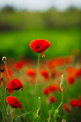 Lonely red poppy grows in green field