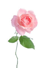 Beautiful fresh pink rose isolated on white background