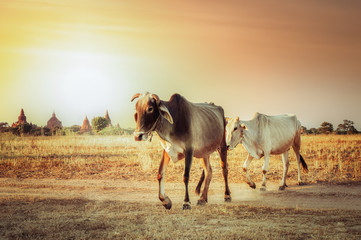 Rural asian landscape with cows at sunset meadow. Myanmar (Burma) traditional agriculture