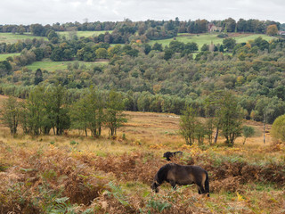 Exmoor Ponies Grazing in the  Ashdown Forest in Autumn