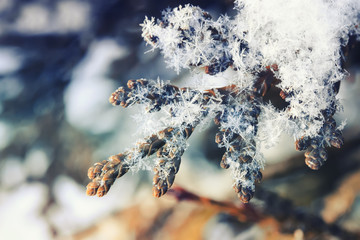 beautiful branch covered in glistening snowflakes and crystals on a bright background