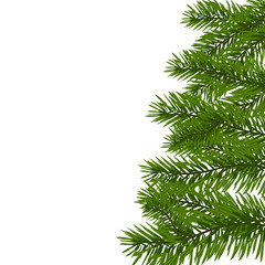 Green lush spruce branch. Fir branches. Isolated on white  illustration