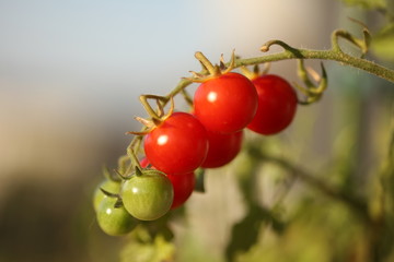 Ripe natural tomatoes growing on a branch in a greenhouse. Shallow depth of field