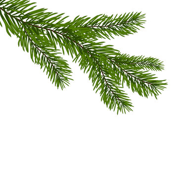 Green, realistic branch of fir. Fir branches. Isolated on white Christmas  illustration