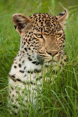 Fototapeta na wymiar Leopard female in the long grass, Sabi Sands Game Reserve, South Africa