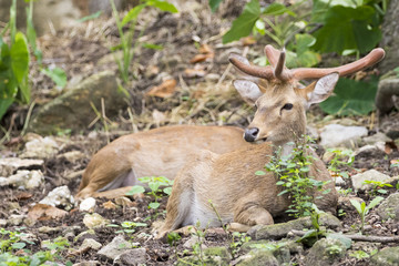 Naklejka na ściany i meble Image of young sambar deer relax on the ground.