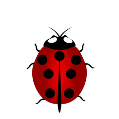 ladybird icon, Red Ladybug