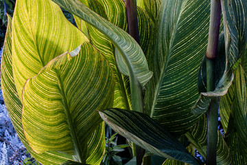 Striped light green to yellow and green leaves under natural lighting