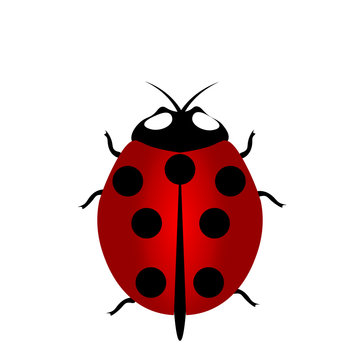 ladybird icon, Red Ladybug