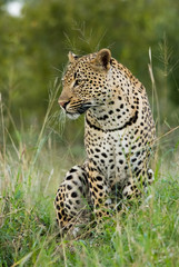 Fototapeta na wymiar Male leopard on a termite mound, Sabi Sand Game Reserve, South Africa