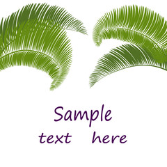 Leaves of palm tree on white background.  illustration