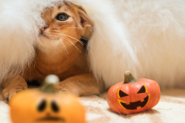 Cat under a white fur blanket with two Hallowe'en pumpkins