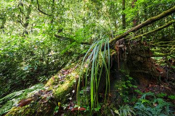 Wild tropical plant growing in deep mossy rain forest. Doi Inthanon park, Thailand nature background