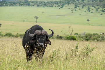 Obraz premium バッファロー