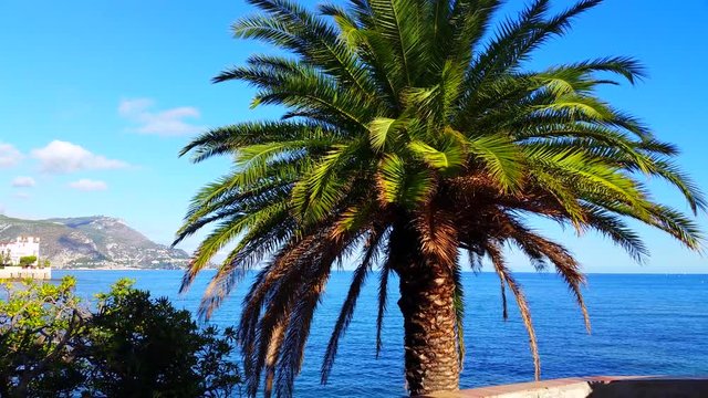 Palm Tree With Mediterranean Sea In Background