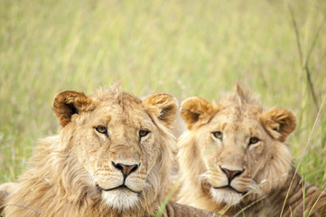 Fototapeta na wymiar 野生のライオン