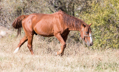 red horse on nature in autumn