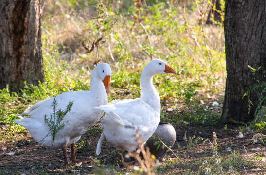 two goose grazing on the grass in the countryside