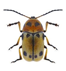 Beetle Cryptocephalus quatuordecimmaculatus on a white background