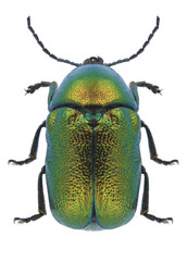 Beetle Cryptocephalus sericeus on a white background