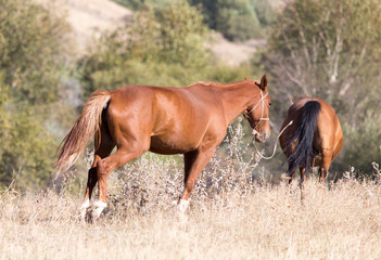 red horse on nature in autumn