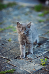 Naklejka na ściany i meble cute little kitten walking on the street