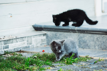 two small cats walking down the street