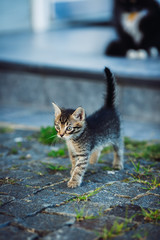 cute little kitten walking on the street