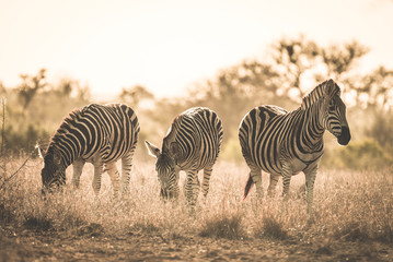 Naklejka na ściany i meble Herd of Zebras grazing in the bush. Wildlife Safari in the Kruger National Park, major travel destination in South Africa. Toned image, vintage old retro style.