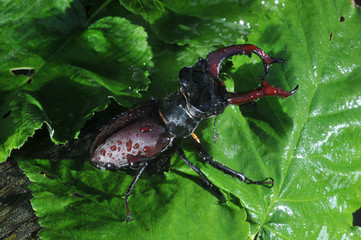 Жук Рогач. ЖУК Рогач живёт у нас во дворе, его ещё называют жук - олень. Насекомое это вред не приносит, наоборот, он санитар природы. Занесён в Красную книгу.