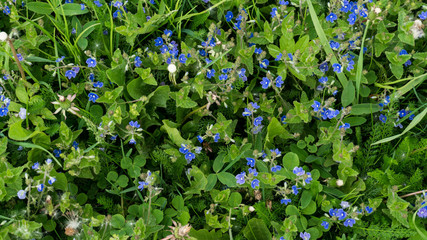 Wild forget-me-not flowers in motley grass. © BlackStork