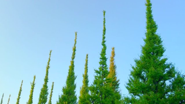 4K video of Morning in Aoyama Tokyo
