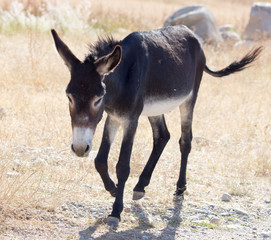 Portrait of a donkey on the nature autumn