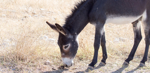 donkey in a pasture in the fall