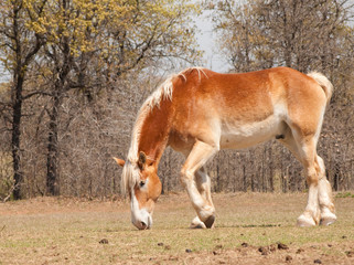 Naklejka na ściany i meble Belgian Draft horse nibbling on emerging spring grass in pasture