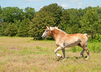 Naklejka na ściany i meble Large Belgian Draft horse trotting across a field