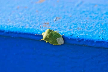 Foto op Canvas A closeup of a green stink bug © renelebeau